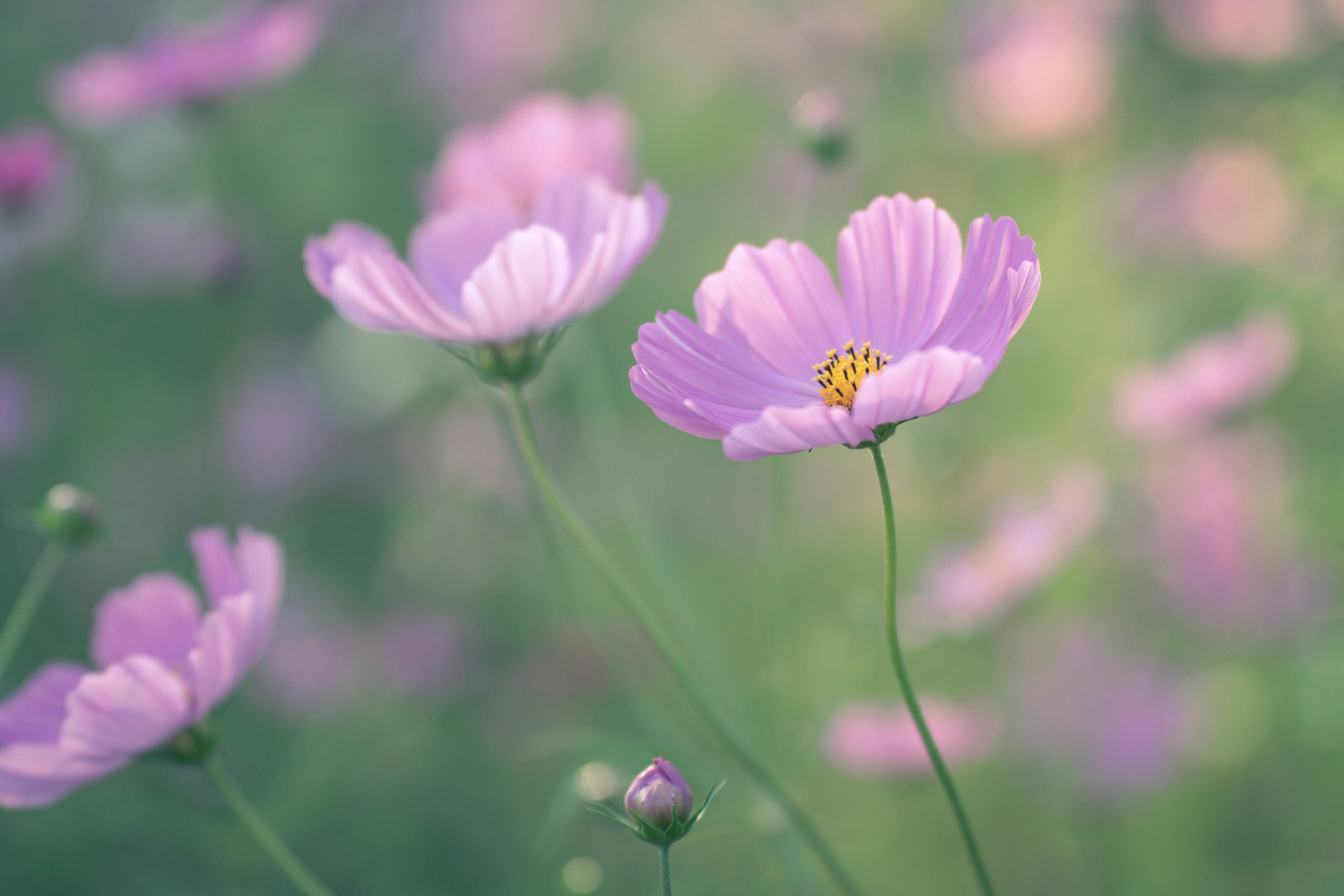 “The Bridge program was very helpful to me in my initial days of learning about liver disease. I have managed to turn my liver disease around and actually heal my liver!  I feel better than I have ever felt and am healthier than I have been in a couple decades."